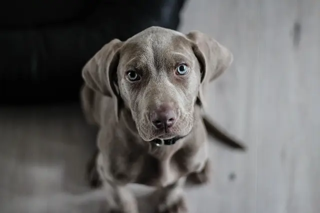 Hoteles Pet Friendly Económicos: Tu Guía Completa