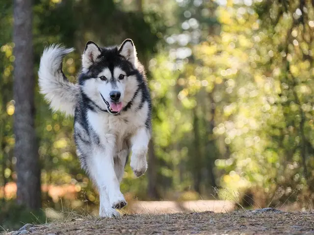 Mejores hoteles pet friendly para tus vacaciones
